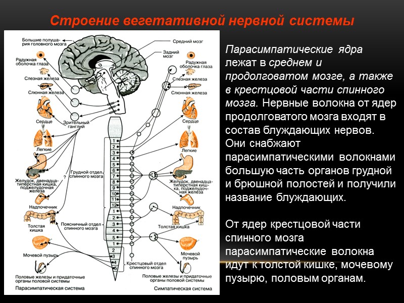 Строение вегетативной нервной системы  Парасимпатические ядра лежат в среднем и продолговатом мозге, а